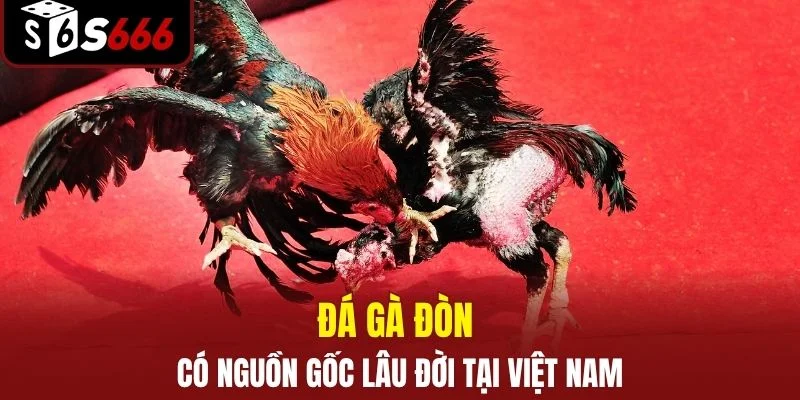 Đá Gà Đòn S666 - Đấu Trường Chọi Kê Truyền Thống Kịch Tính 2 Đá gà đòn có nguồn gốc lâu đời tại Việt Nam