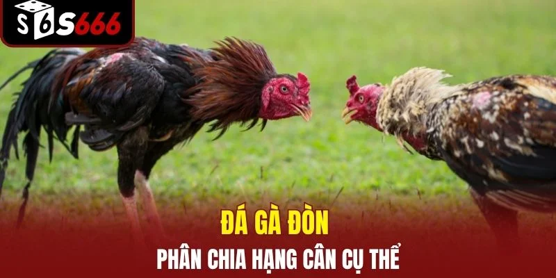 Đá Gà Đòn S666 - Đấu Trường Chọi Kê Truyền Thống Kịch Tính 3 Đá gà đòn phân chia hạng cân cụ thể