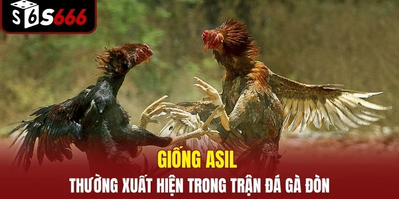 Đá Gà Đòn S666 - Đấu Trường Chọi Kê Truyền Thống Kịch Tính 4 Giống Asil thường xuất hiện trong trận đá gà đòn